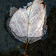 Illustration for article titled Shooting Challenge Fall Leaves Gallery 11